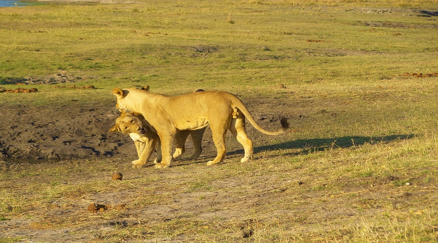 Tanzania Safari: 3-Day Budget Wildlife Tour